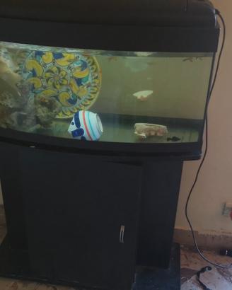 acquario
