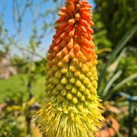 KNIPHOFIA 