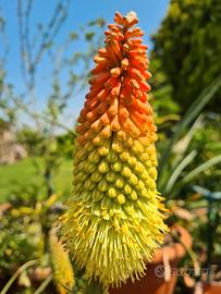 KNIPHOFIA 