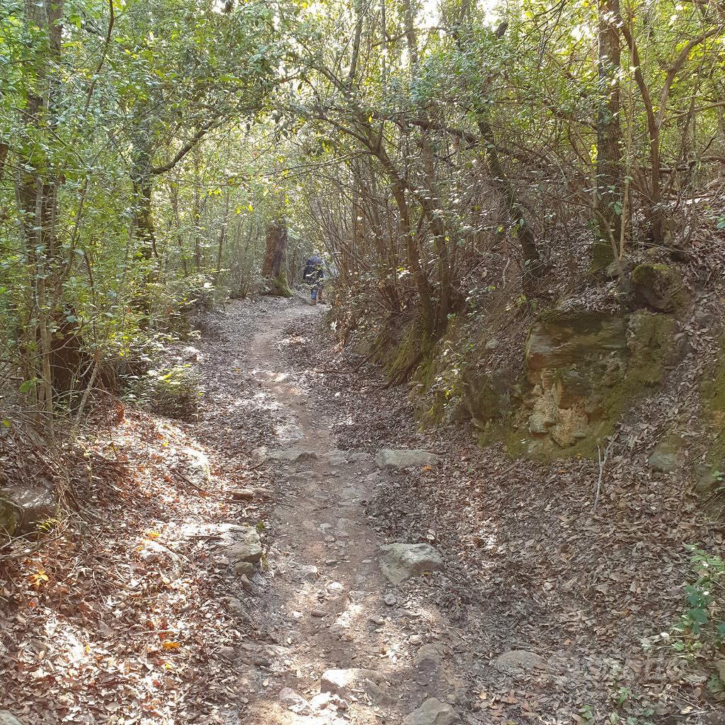 Bosco terreno boschivo nella Maremma toscana - Vista 5