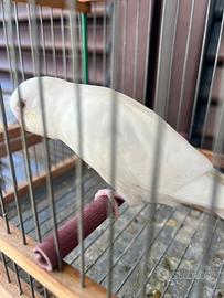 Cocorita albino