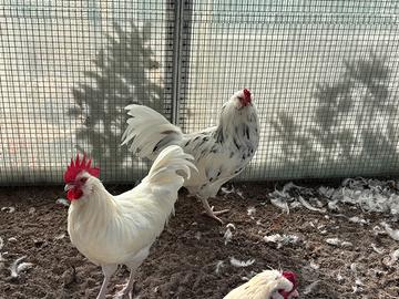 Galli - Animali In vendita a Reggio Emilia