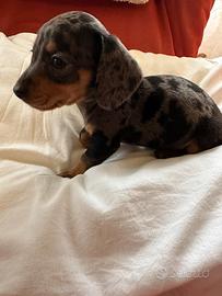 Cuccioli di bassotto kaninchen/nano