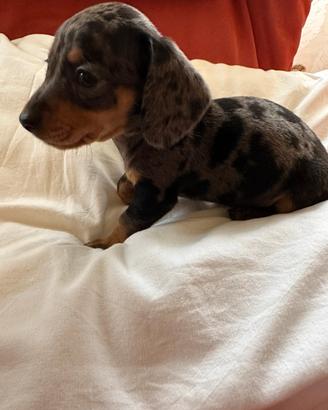 Cuccioli di bassotto kaninchen/nano