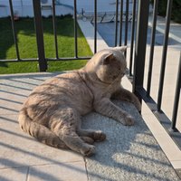 Scottish straight lilac