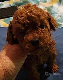 BarboncinaTeacup red pedigree Enci e test genetici