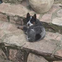 Australian cattle dog
