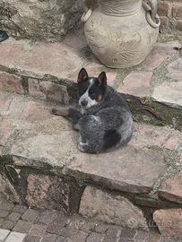 Australian cattle dog