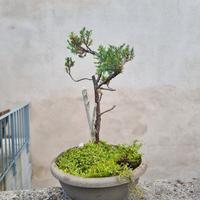 Bonsai Ginepro Giapponese 