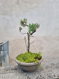 Bonsai Ginepro Giapponese 