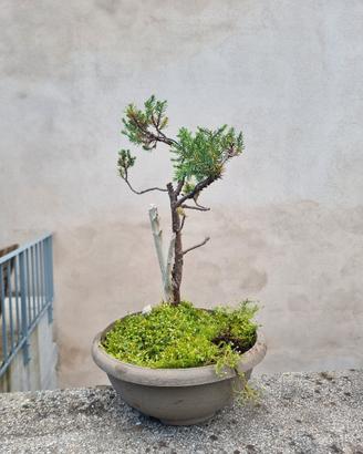 Bonsai Ginepro Giapponese 