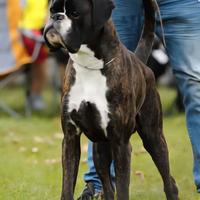 Boxer maschio tigrato