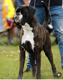 Boxer maschio tigrato