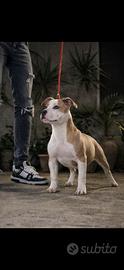 American pitbull terrier femmina