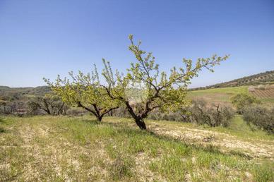 TER. AGRICOLO A PALOMBARA SABINA