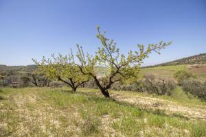 TER. AGRICOLO A PALOMBARA SABINA