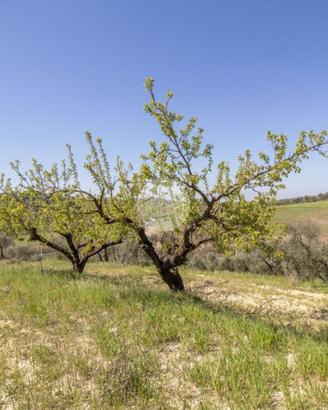 TER. AGRICOLO A PALOMBARA SABINA