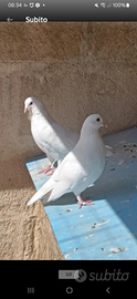Colombe bianche