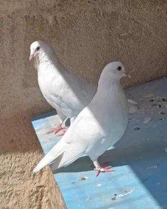 Colombe bianche