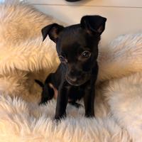 Cucciolo pincher chihuahua chiwawa mini toy