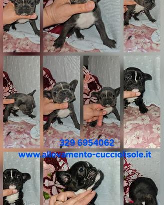 Bulldog francese esotico