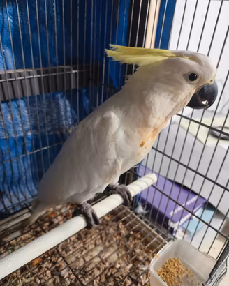 pappagalli