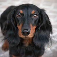 Bassotto nano a pelo lungo in monta