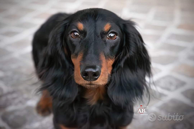 Bassotto nano a pelo lungo in monta