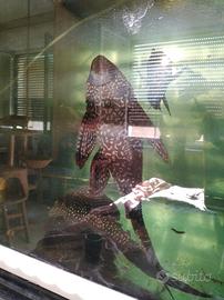 (SCAMBI.O) Tre Plecostomus