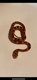 Serpenti del grano