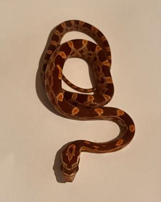 Serpenti del grano