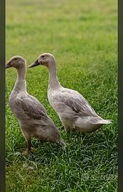Anatra anatre