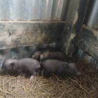 Disponibili maialini vietnamiti