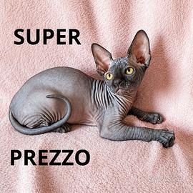 Cucciolo Sphynx