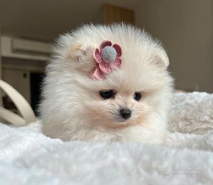 VOLPINI POMERANIA CUCCIOLI - SPITZ TEDESCHI nani
