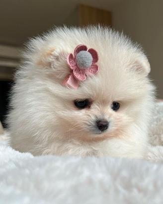 VOLPINI POMERANIA CUCCIOLI - SPITZ TEDESCHI nani