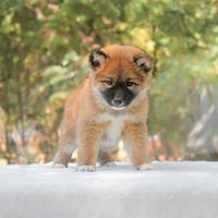 Cucciola Shiba Inu subito disponibile