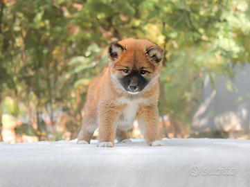 Cucciola Shiba Inu subito disponibile