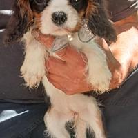 Cavalier king con pedigree ENCI