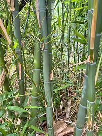 Canne di bamboo