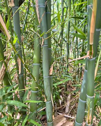 Canne di bamboo