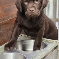 Cuccioli labrador chocolate