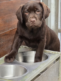 Cuccioli labrador chocolate