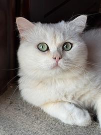 Gatto Scottish