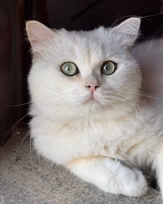 Gatto Scottish