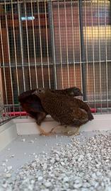 Coppia Quaglie Cinesi