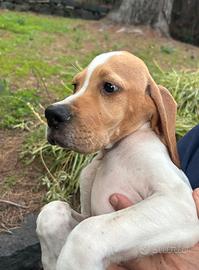 Cuccioli pointer inglese bianco arancio
