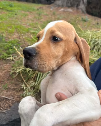 Cuccioli pointer inglese bianco arancio