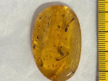 ambra con zanzare, colombia