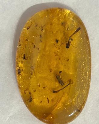 ambra con zanzare, colombia